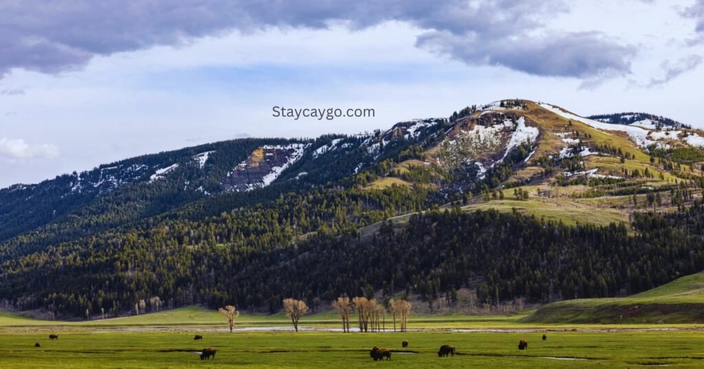 Lamar Valley