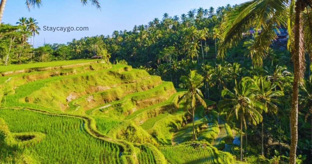 Tegalalang Rice Terrace