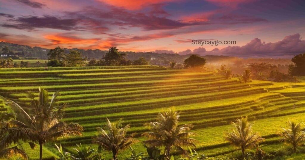 Jatiluwih Rice Terraces