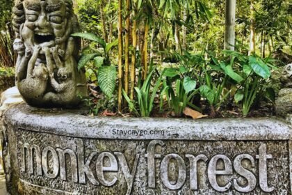 Monkey Forest Guided Tours