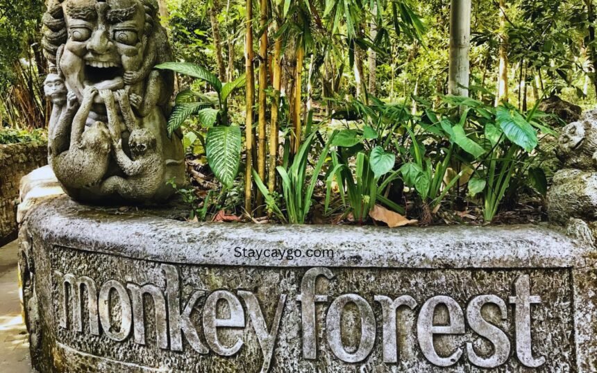 Monkey Forest Guided Tours