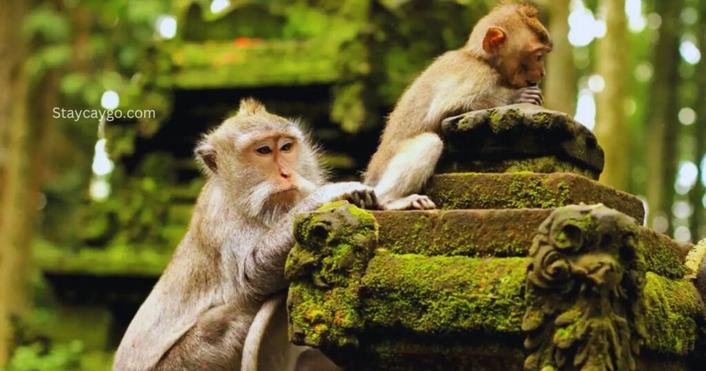 Ubud Monkey Forest