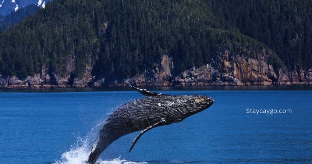 humpback whales migrating